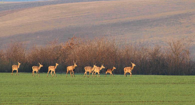 Az ország nem vadaskert, hanem mindannyiunk élőhelye