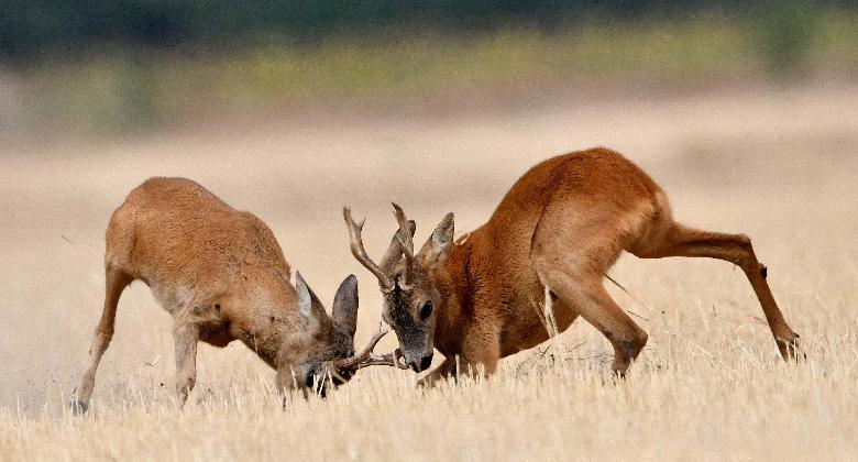 Vadászat a művészetben – „Őzbakok csatája”- fotósorozat