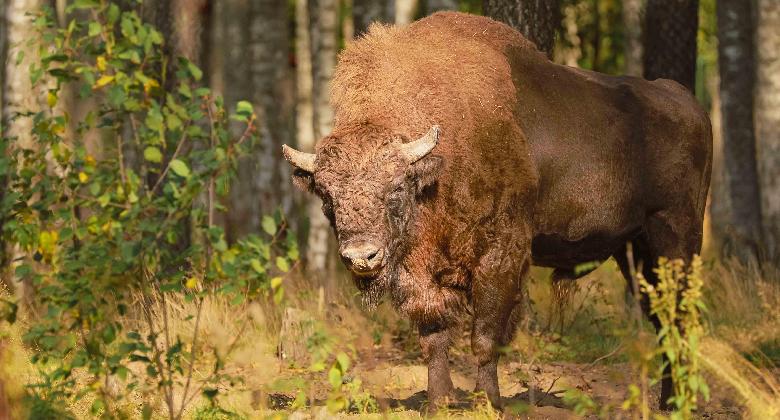 Elbírja-e a bölényt a Kárpát-medence?