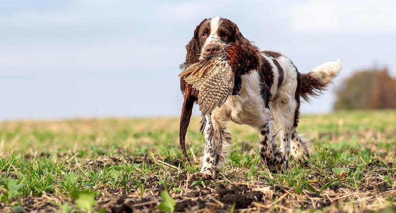 A spánielek vadászatra születtek
