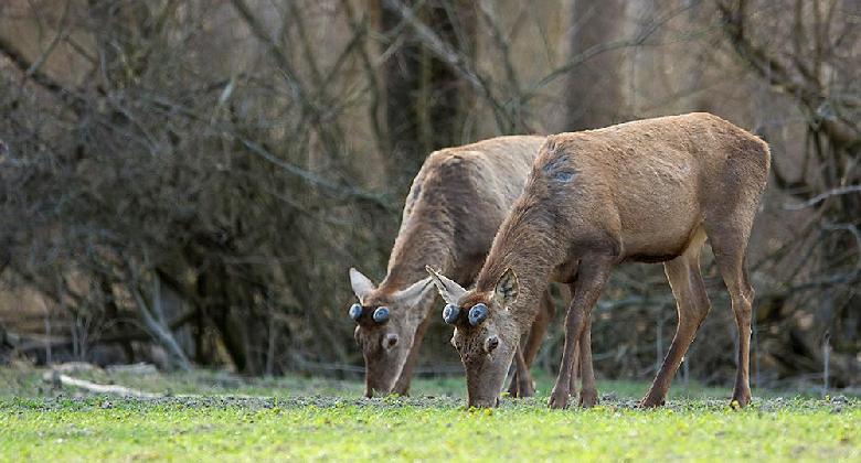 Húsz esztendő (1944)