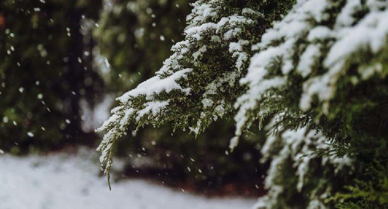 Paplan alatt az erdő