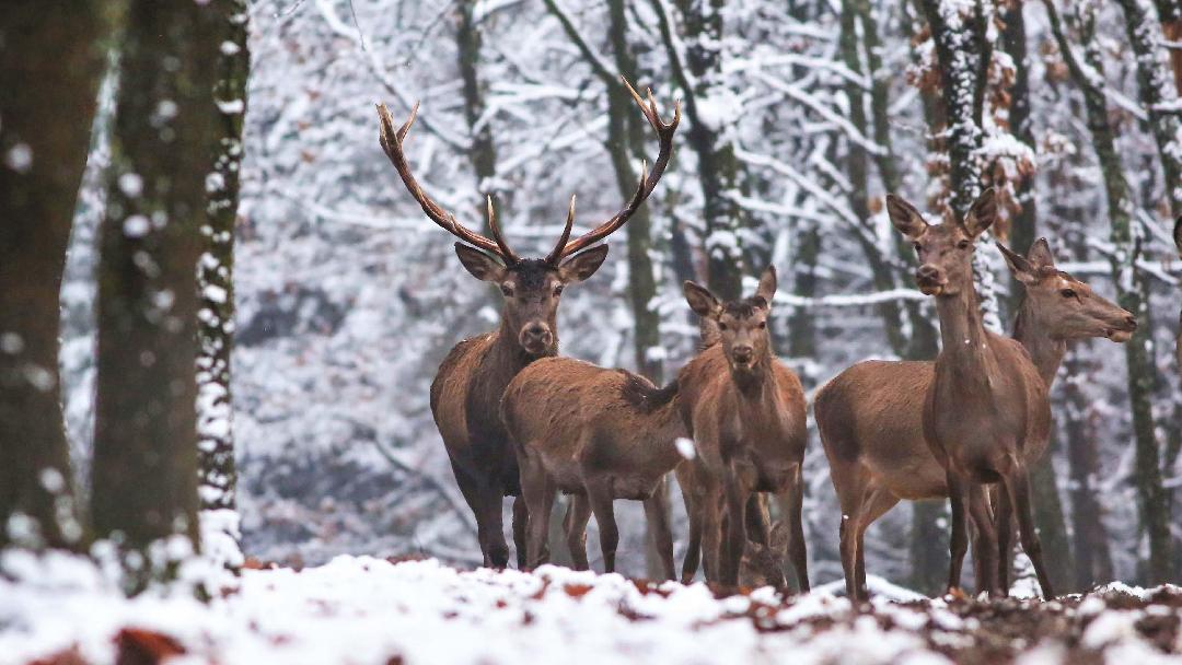 Illusztráció: Szigeti Edit