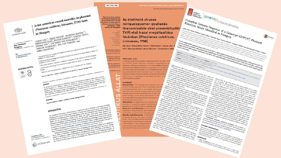 A fácánegészségügyhöz kötődő tudományos közlemények
