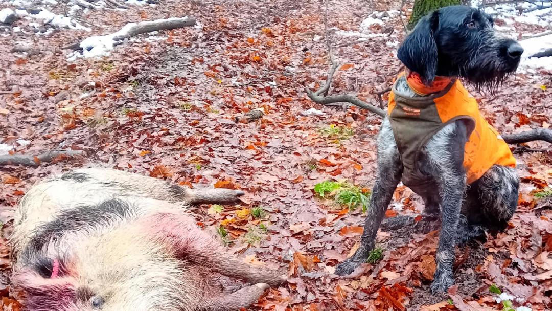 fotók: Vilfinger István