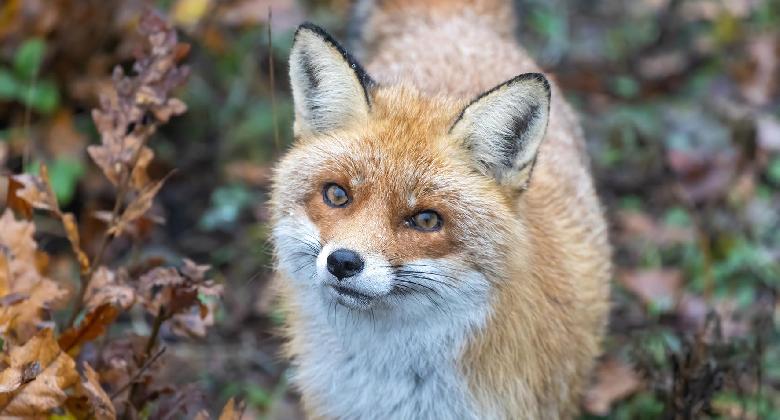 Vadászat a művészetben – „Rókaszemek”