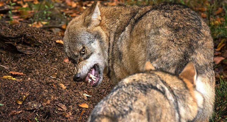 Nemzeti parkos közlemény a farkasokról