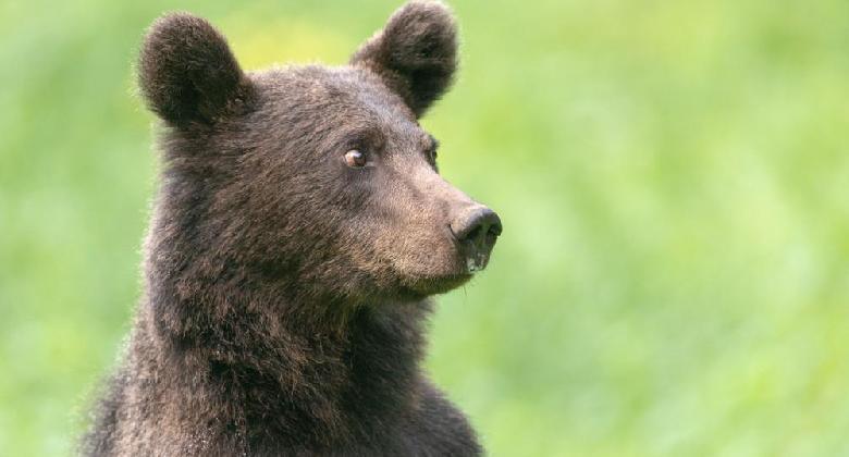 A barnamedve-vadászatra vonatkozó törvénytervezetet nyújtott be a román parlamentben Tánczos Barna szenátor