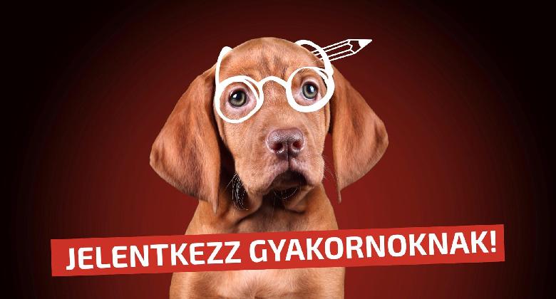 Jelentkezz gyakornoknak! 