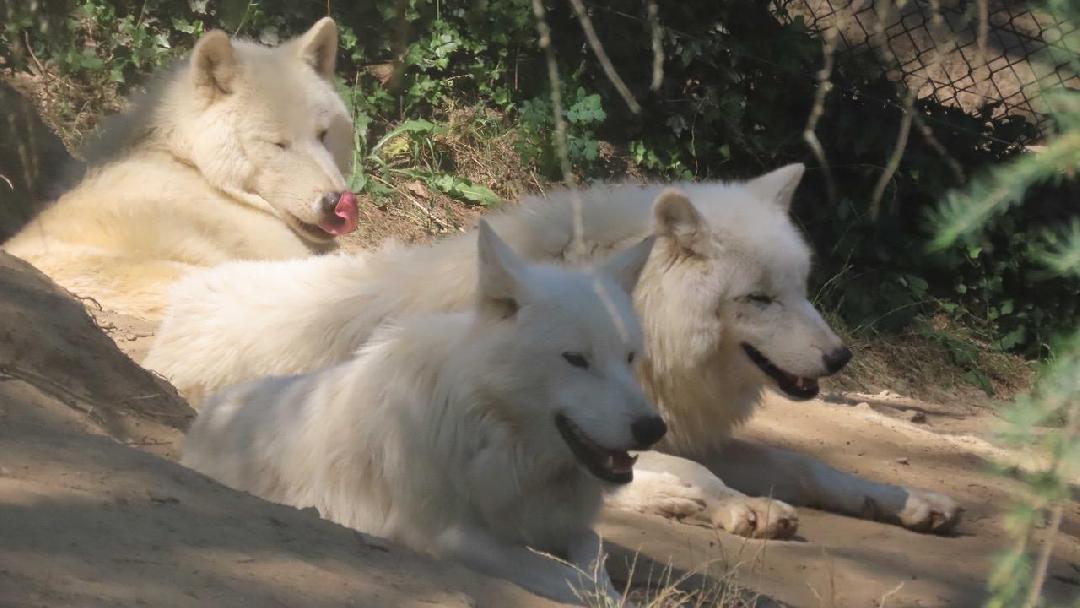 Az amerikai síkföldi farkas (Canis lupus nubilus) egyik alfaja télen-nyáron fehér