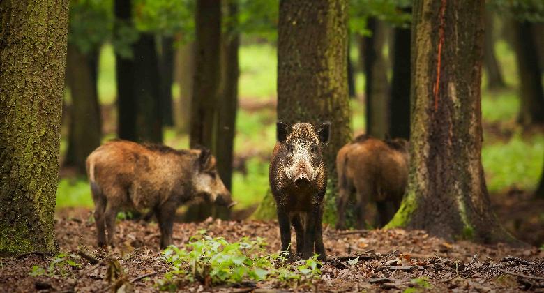 Baranya vármegyei vaddisznóban állapította meg az ASP jelenlétét a Nébih 