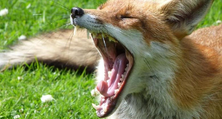 Újabb veszett rókát ejtettek el Magyarország ukrán határ melletti területén