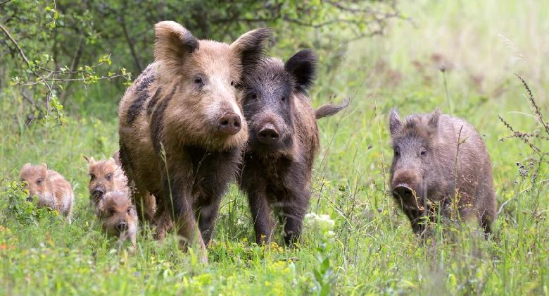 Házisertés ASP: minden minta negatív