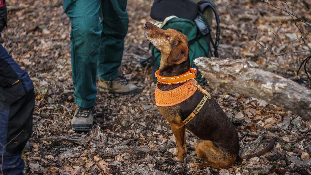 Fotó: Budakeszi Vadaspark/Kutyák Határok Nélkül Alapítvány/Surányi Linda