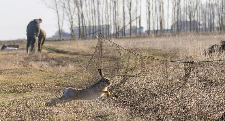 Mezei nyúl-befogás a Bárándi Vadásztársaság területén