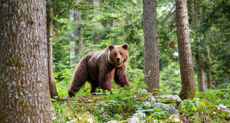 70 medve járja a Pireneusokat