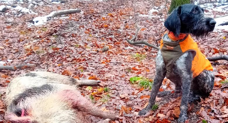 Eb a vadász hajtókutya nélkül