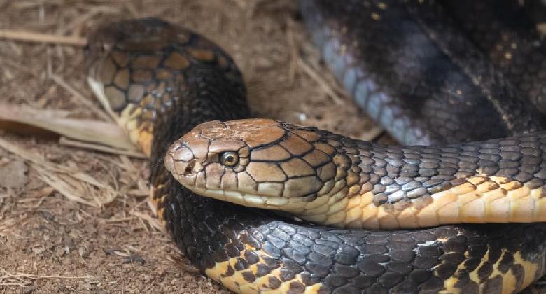 Útban Madrastól Bhopalig