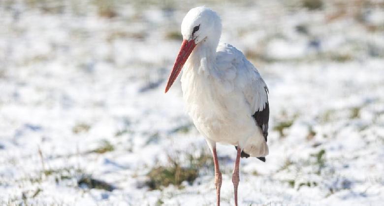 Nem szorulnak emberi segítségre az áttelelő fehér gólyák