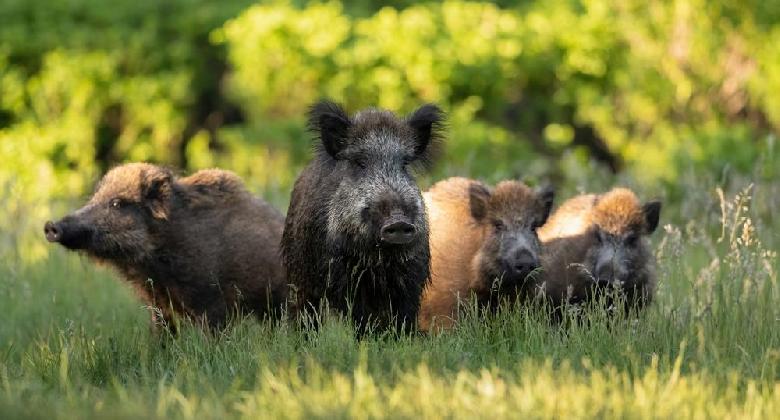 Magas kockázatú ASP-területet jelölt ki a hatóság Baranya vármegyében
