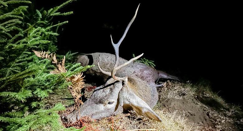 Dénes bácsi pusztája – egy torz bika története