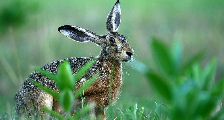 Kellemes meglepetés (1942)