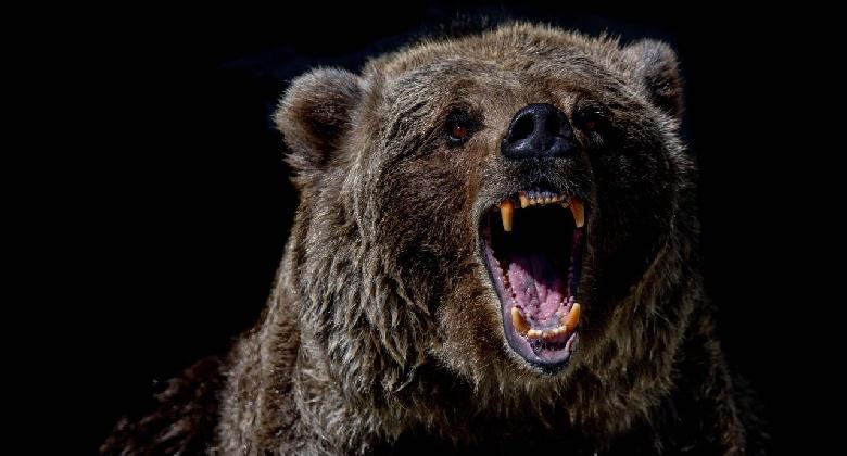 Medve lelövési kvótát vezetne be a román környezetvédelmi tárca