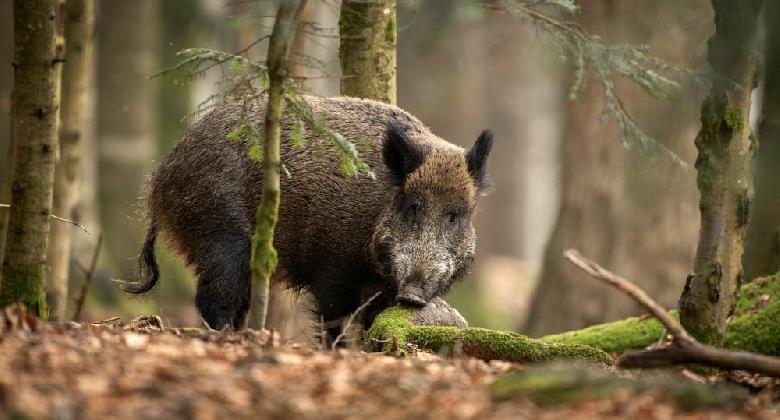 Nem lazulhat a fegyelem az afrikai sertéspestis elleni védekezésben