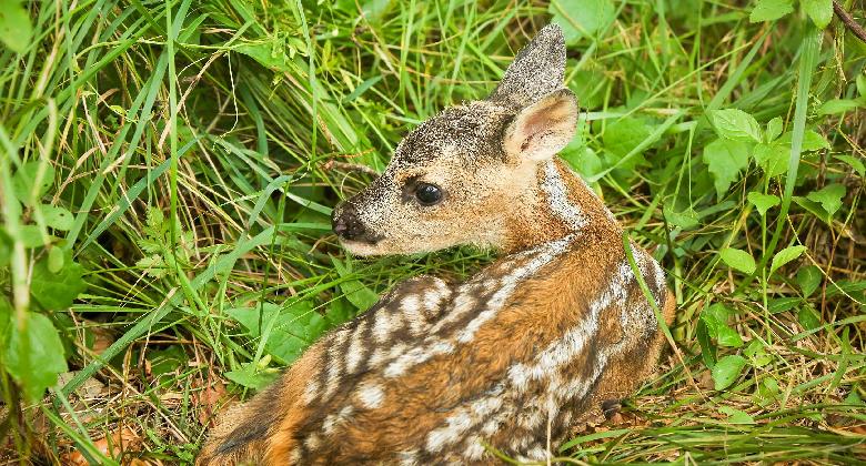 Közel 300 őzgidát mentett meg a Védegylet