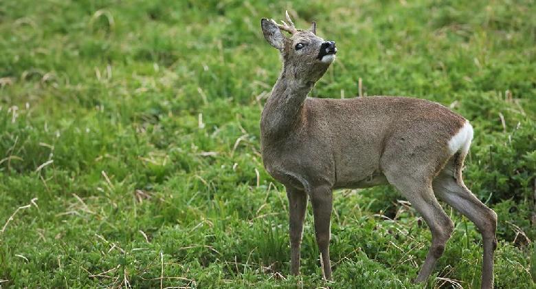 Ne hagyj (szag)nyomot!