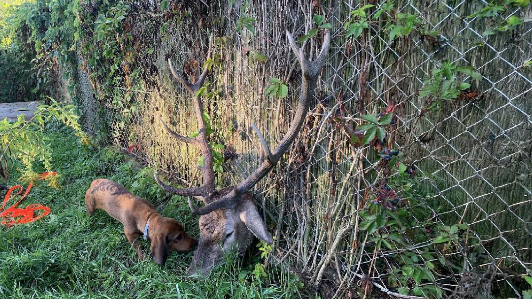 fotó: Molnár Tamás