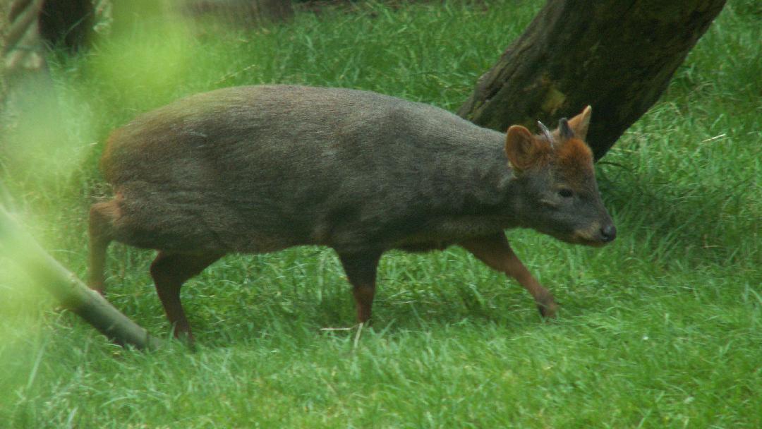 Déli pudu szarvas