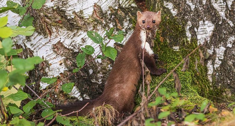A leggyorsabban öl a «letolni» méreggel telített gázcső." «vigyázat nagy méreg!!» (1942)