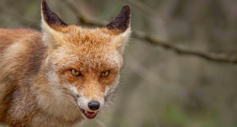 Megvesznek a rókáért