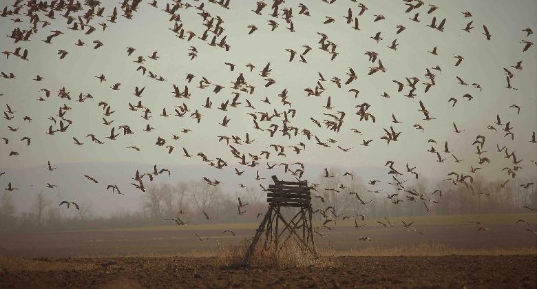 Fokozott madárinfluenza-kockázat