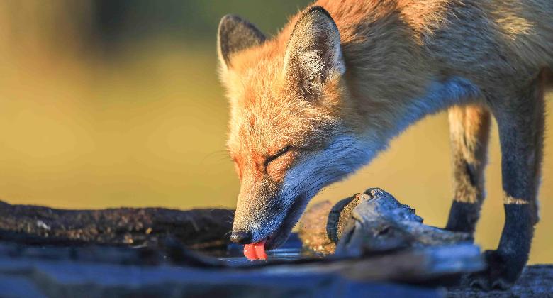 A legfontosabb hiánycikk: a víz