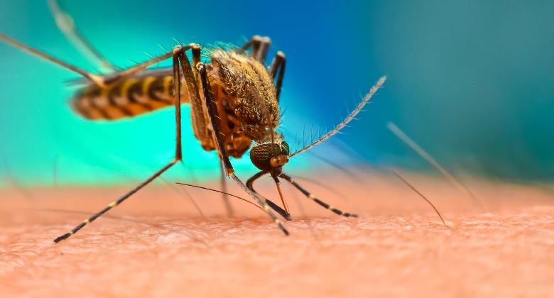 Katasztrófavédelem: 85 ezer hektárom irtják a héten a szúnyogokat

