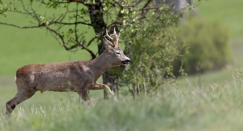 Vadászat a művészetben: Ahol a szél és az őzek járnak