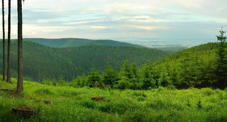 Németország erdőségeinek öt százaléka tűnt el 2018 és 2021 között