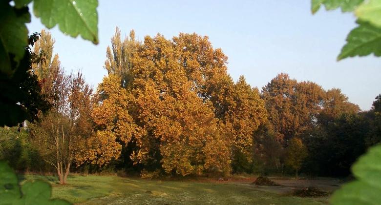 A Föld napjáig lehet még nevezni a 2026-os Év Fája versenyre