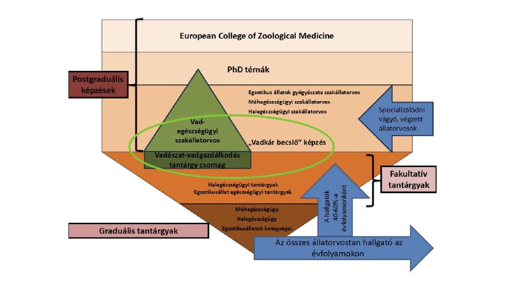 Az Egzotikusállat-, Vad-, Hal- és Méhegészségügyi Tanszék által kialakított oktatási struktúra, amelybe beépülve zajlik a vadászat-vadgazdálkodás, kiemelten a vadegészségügy oktatás
