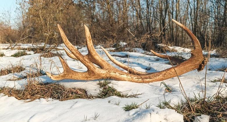 Hullott gímagancs szemlére várják az érdeklődőket Hajóson
