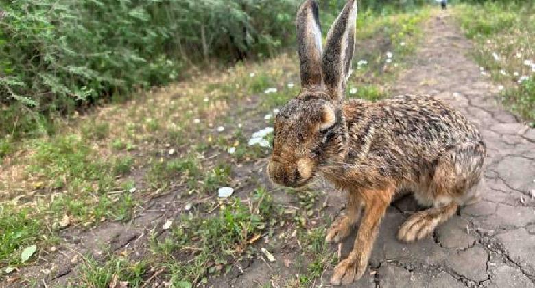 Myxomatózis – élvonalban a Soproni Egyetem Kutatócsoportja