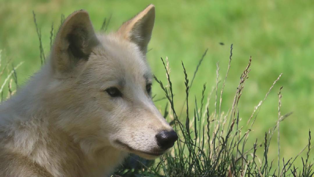 A sarki farkas (Canis lupus arctos) Kanada északi területein és Grönlandon honos.