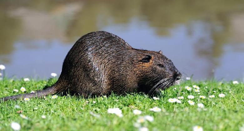 Hová tűnt a pézsmapocok?