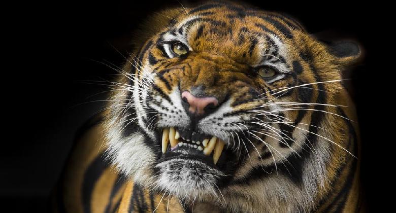 Szökött tigris szaladgál Johannesburg irodaházai között