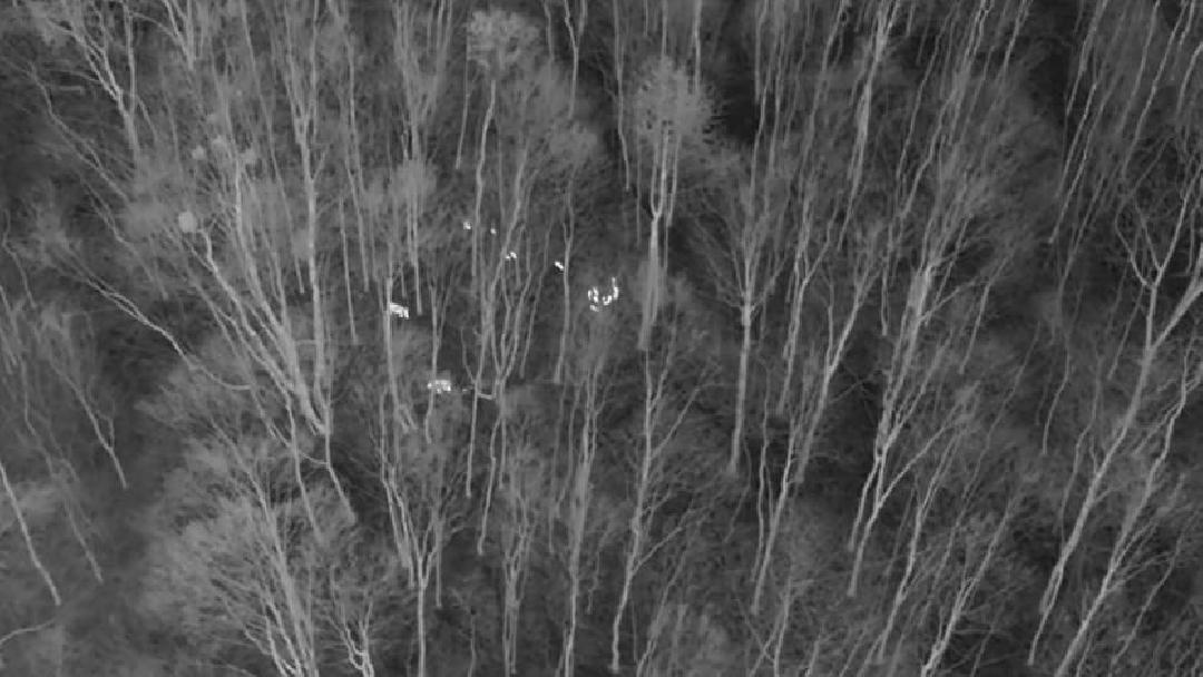 UAV TIR felvétel egy vaddisznókondáról. Vizuálisan jól azonosítható az állomány, még a malacok is felismerhetőek.