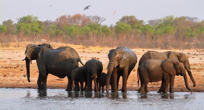 Jelentősen visszaszorult az elefántok orvvadászata Namíbiában