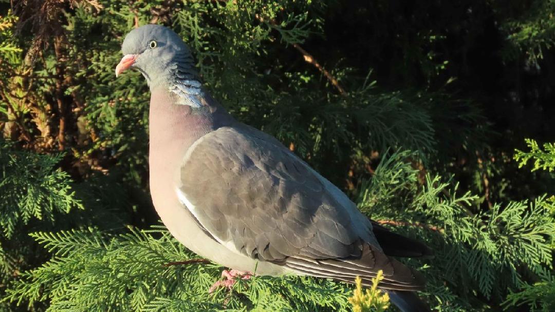 fotó: Kovács Zsolt