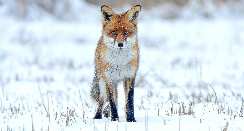 Lesről, kotorékból, hajtásban